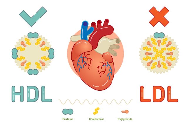 cholesterol HDL, cholesterol LDL, cholesterol a kardiovaskulární zdraví, kardiovaskulární onemocnění